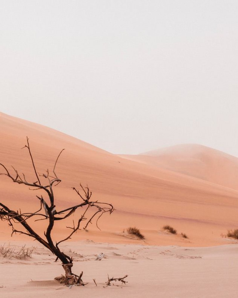 A dead tree in the desert