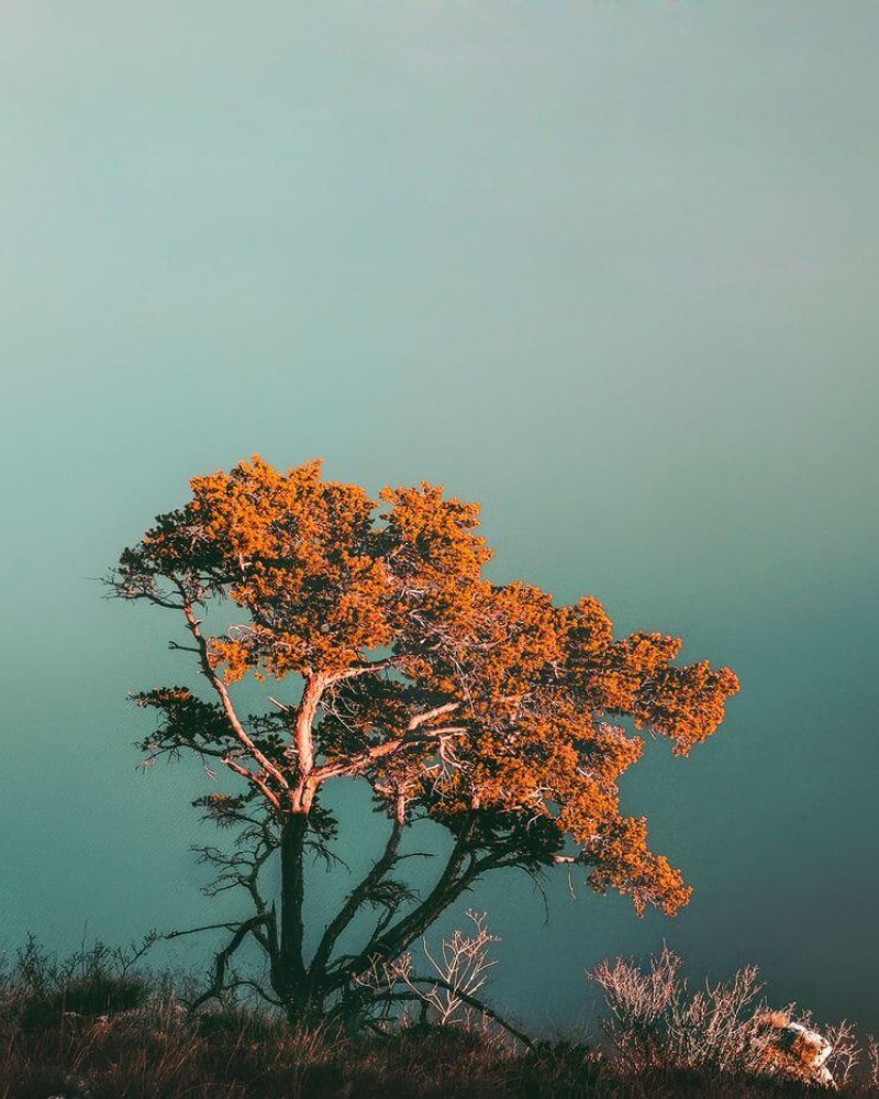 A lonely tree above the fog